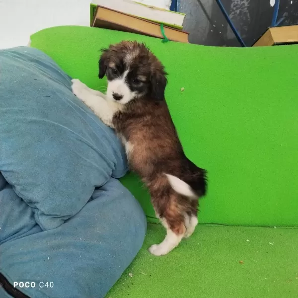 Fino Yavru Köpeğimiz Kayseri