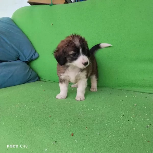 Fino Yavru Köpeğimiz Kayseri