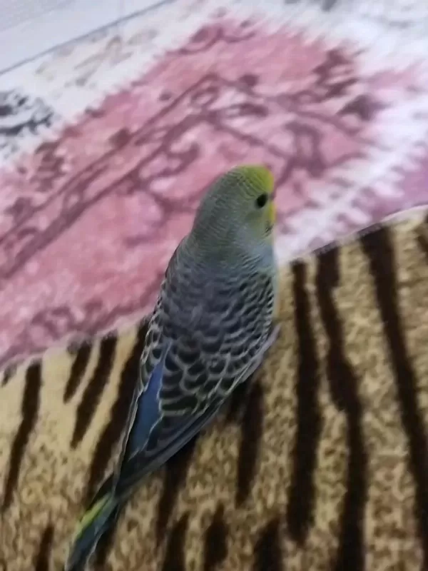 Hiçbir Sağlık Sorunu Olmayan Muhabbet Kuşları