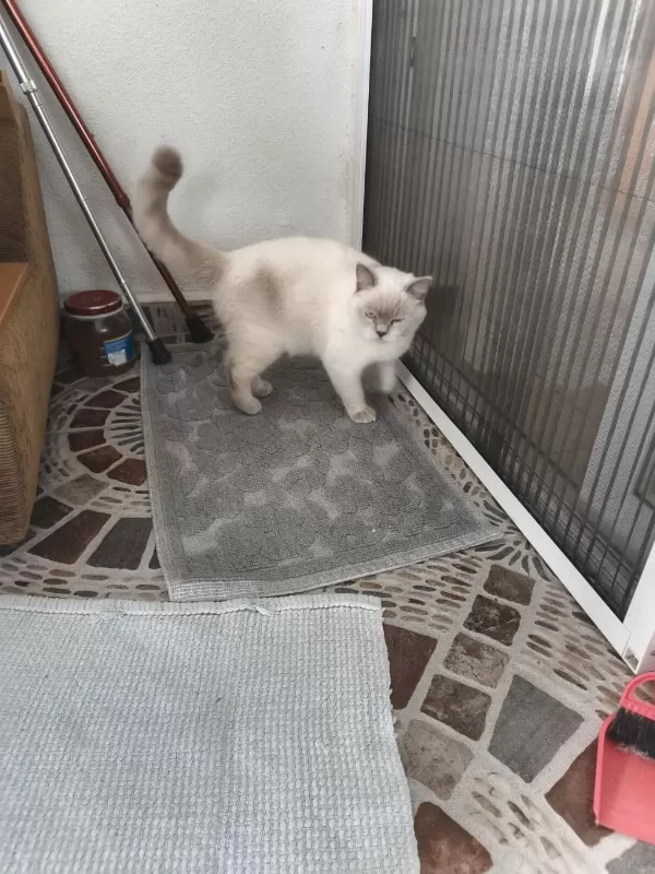 1 Yaşında Erkek Kedimiz Sahiplendirilecek