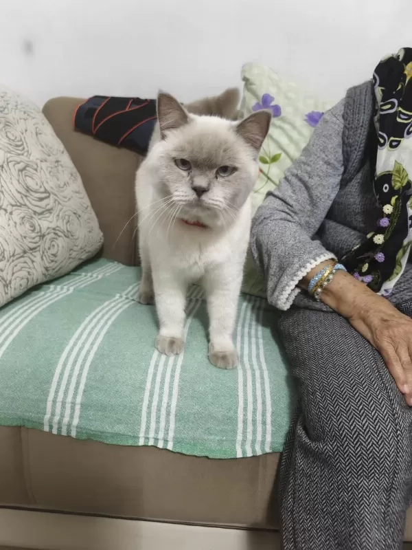 1 Yaşında Erkek Kedimiz Sahiplendirilecek