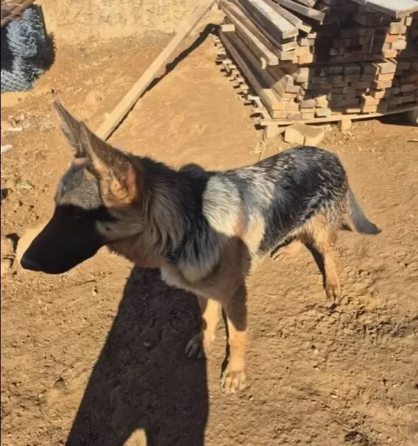 Oyun Sever I Lgi I Ster Güzel Bi R Alman Kurdu 9 Aylik