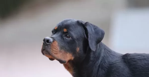8 Aylık A Secereli Rottweiler Dişi