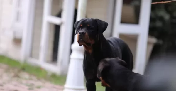 8 Aylık A Secereli Rottweiler Dişi