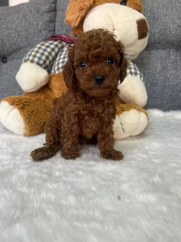 Toy Poodle Yavrular Aşili Sağlikli