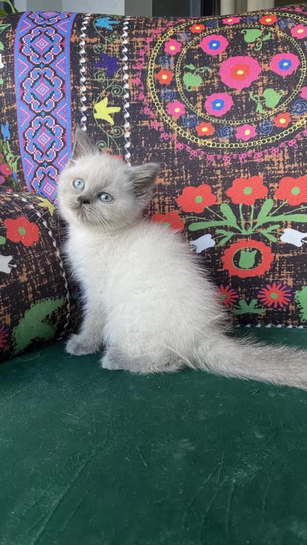 A Kalite Blue Point Yavru British Shorthair