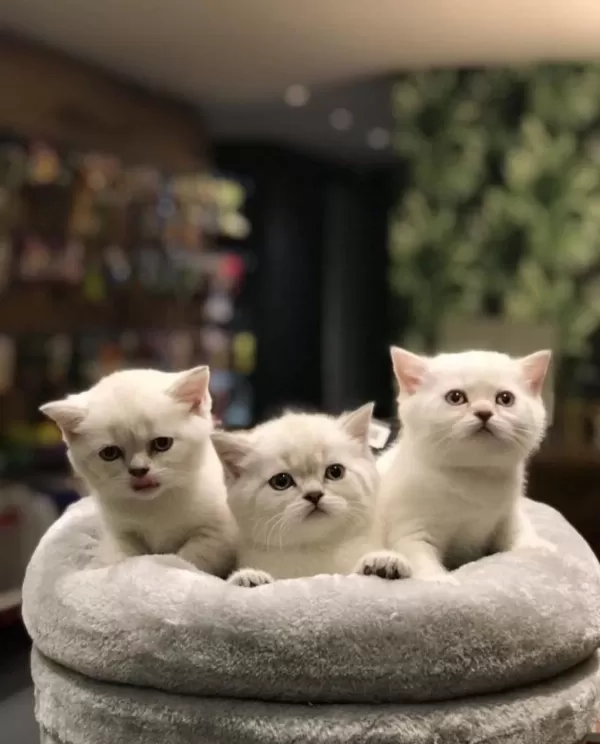 British Shorthair Silver Yavrularim