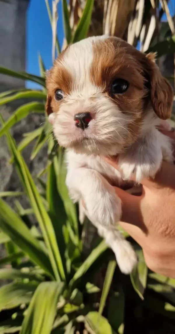 Bebek Cavalier King Charles