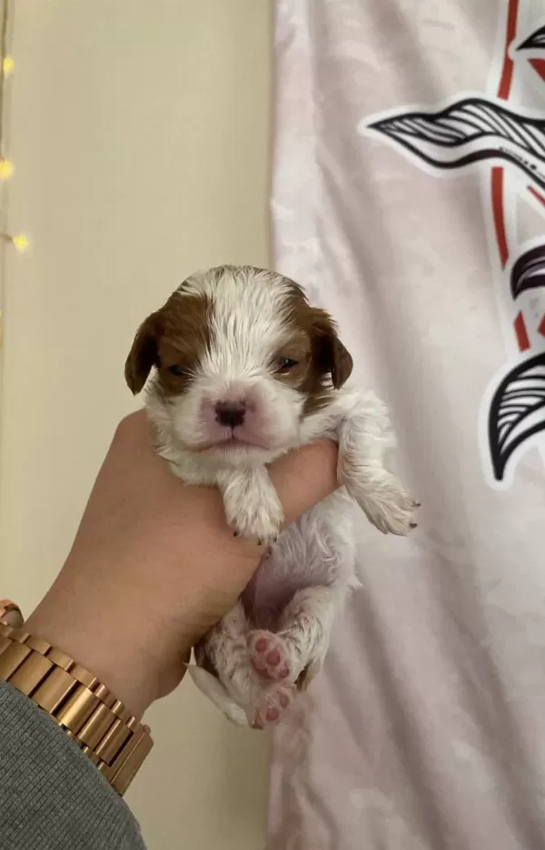 Bebek Cavalier King Charles