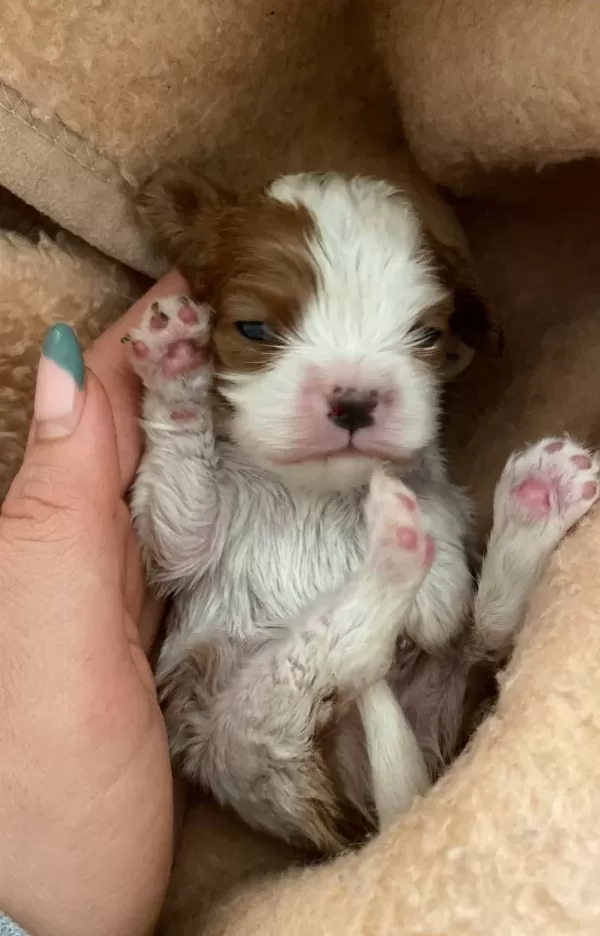 Bebek Cavalier King Charles