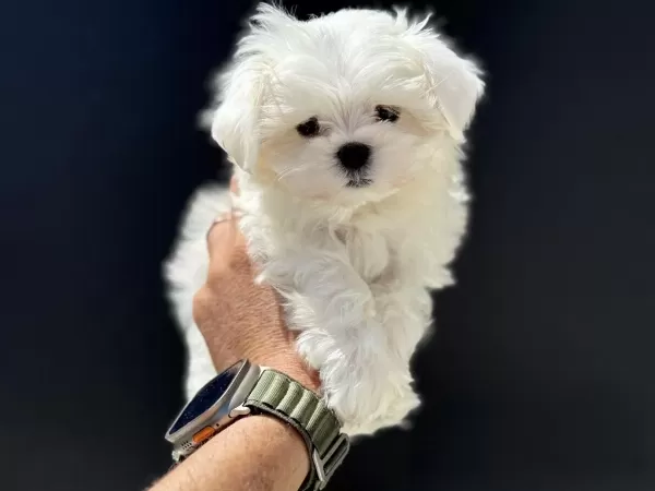 Petmode Köpek Çiftliğinde Ziyarete Açık Kore Maltese