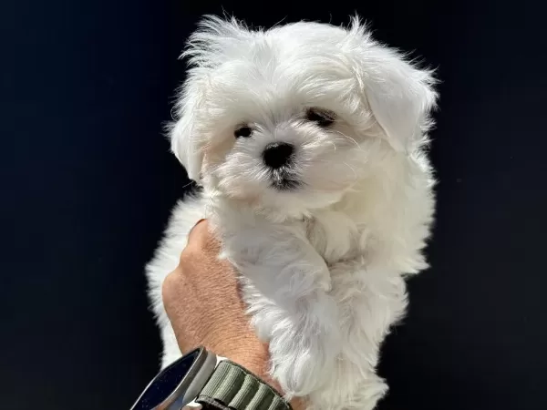 Petmode Köpek Çiftliğinde Ziyarete Açık Kore Maltese