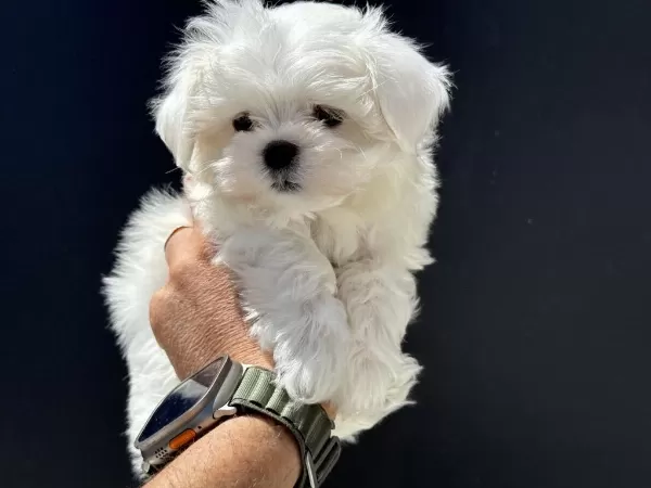 Petmode Köpek Çiftliğinde Ziyarete Açık Kore Maltese