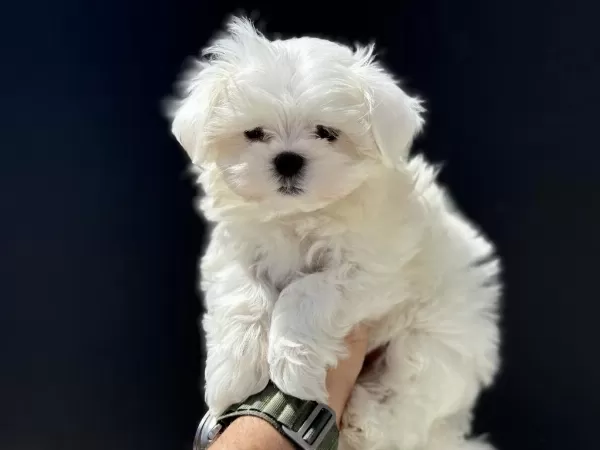Petmode Köpek Çiftliğinde Ziyarete Açık Kore Maltese