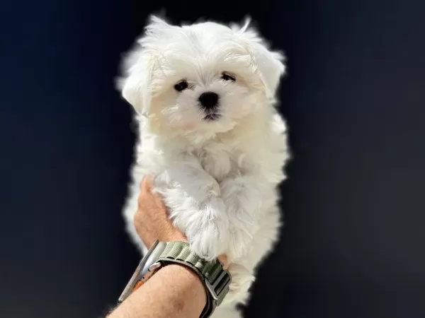Petmode Köpek Çiftliğinde Ziyarete Açık Kore Maltese