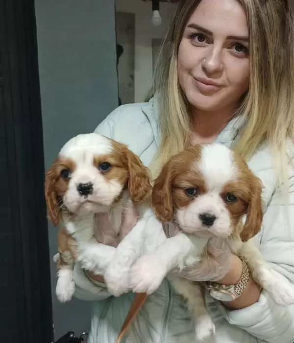Mükemmel Cavalier King Charles Yavrularimiz