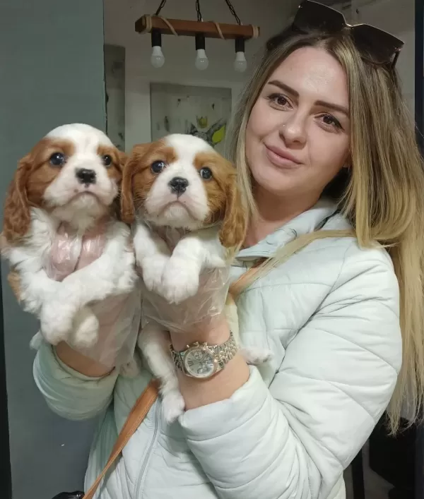 Mükemmel Cavalier King Charles Yavrularimiz