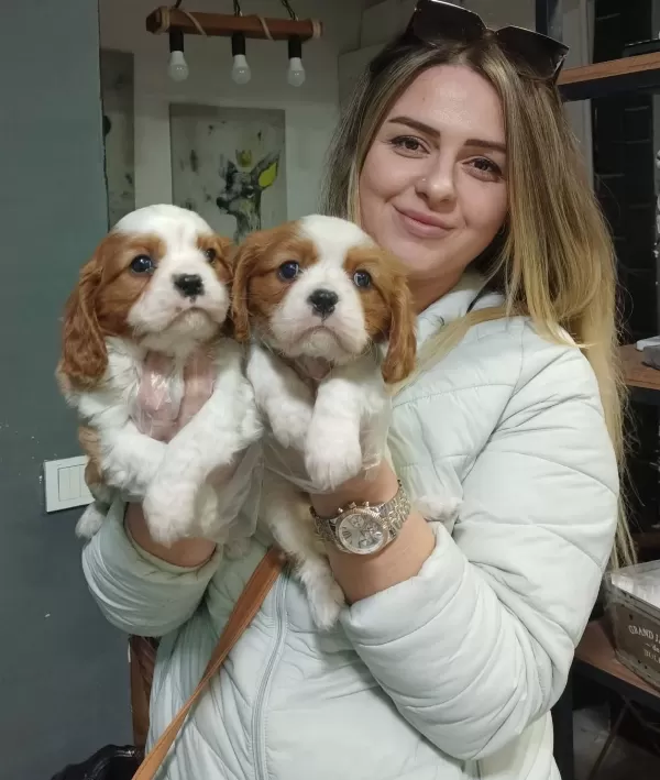 Mükemmel Cavalier King Charles Yavrularimiz