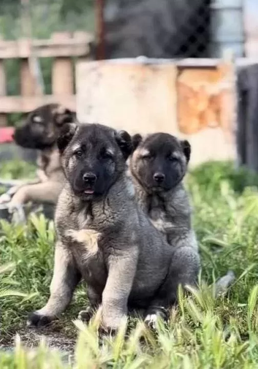 Sivas Merkez Den Safkan Kangal Yavruları Yurt I Çi Ve Dışına Gönderim