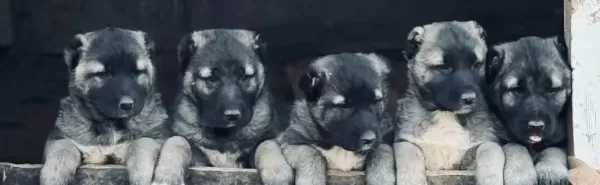 Sivas Merkez Den Safkan Kangal Yavruları Yurt I Çi Ve Dışına Gönderim