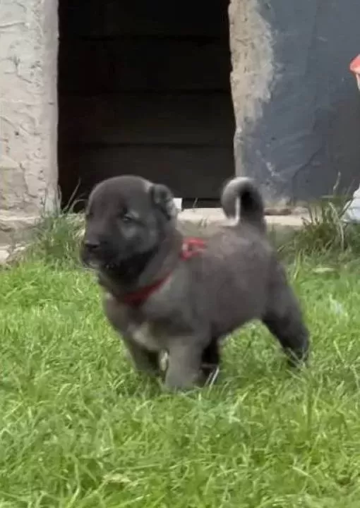 Sivas Merkez Den Safkan Kangal Yavruları Yurt I Çi Ve Dışına Gönderim