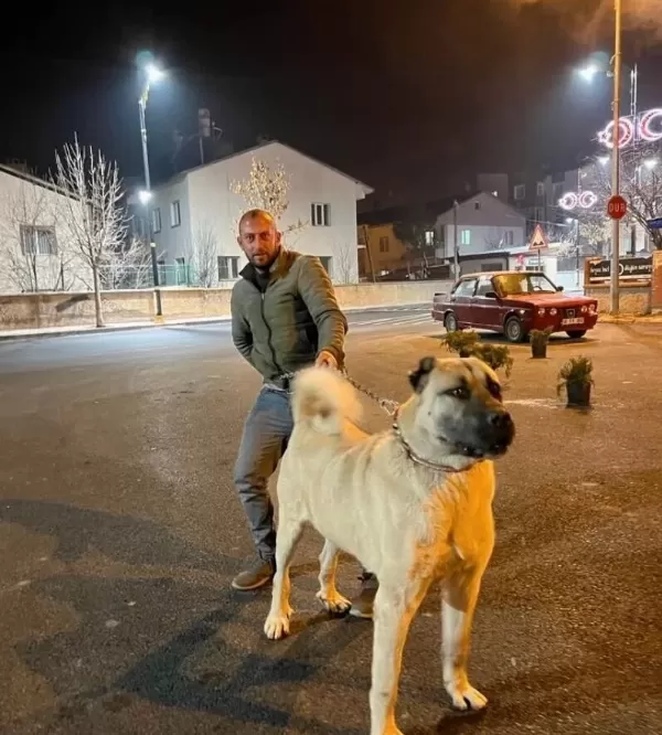 Yurt Dişi Yurt I Çi Her Yere Gönderi M Yapilir Orji Nal Safkan