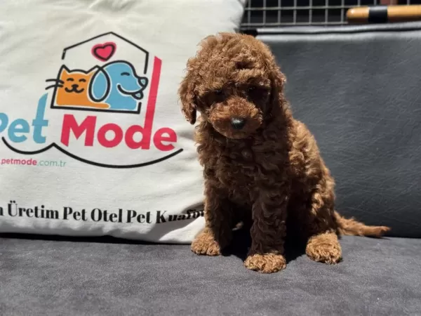 Petmode Köpek Çiftliğinde Ziyarete Açık Toy Poodle