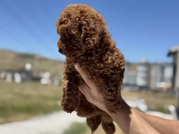 Petmode Köpek Çiftliğinde Ziyarete Açık Toy Poodle