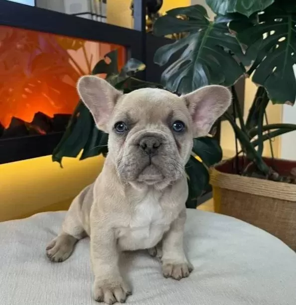 Egzoti̇k French Bulldog Yavrularim Hari̇ka Renkler Ve Anatomi̇