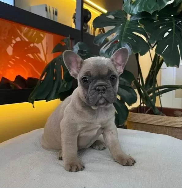 Egzoti̇k French Bulldog Yavrularim Hari̇ka Renkler Ve Anatomi̇