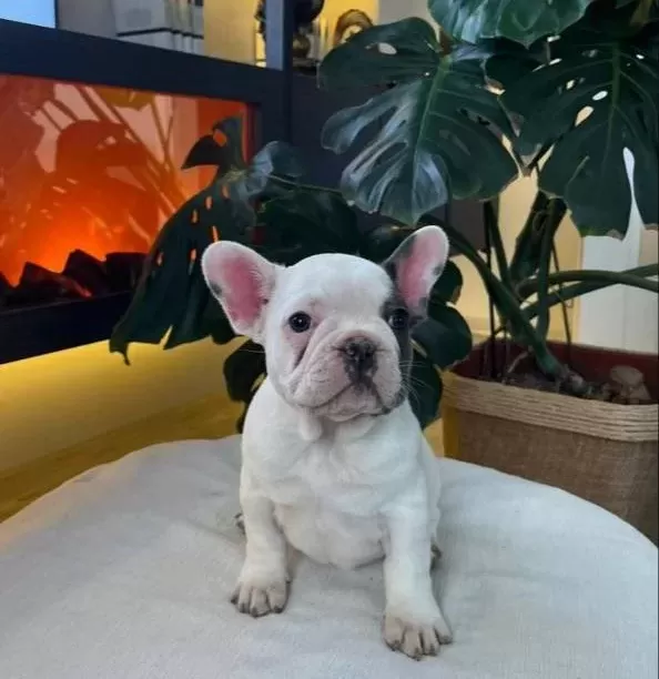 Egzoti̇k French Bulldog Yavrularim Hari̇ka Renkler Ve Anatomi̇