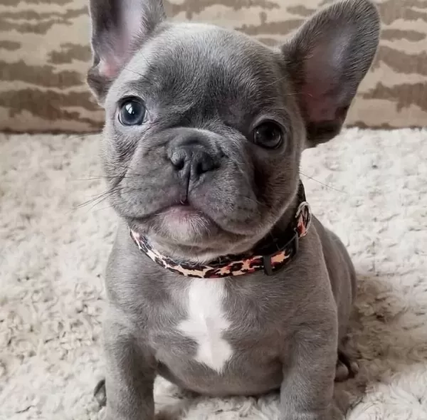 Fransiz Bulldog Yavrularimiz Hazirdir