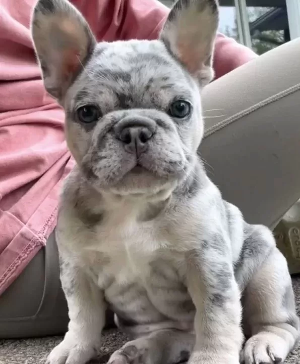 Fransiz Bulldog Yavrularimiz Hazirdir