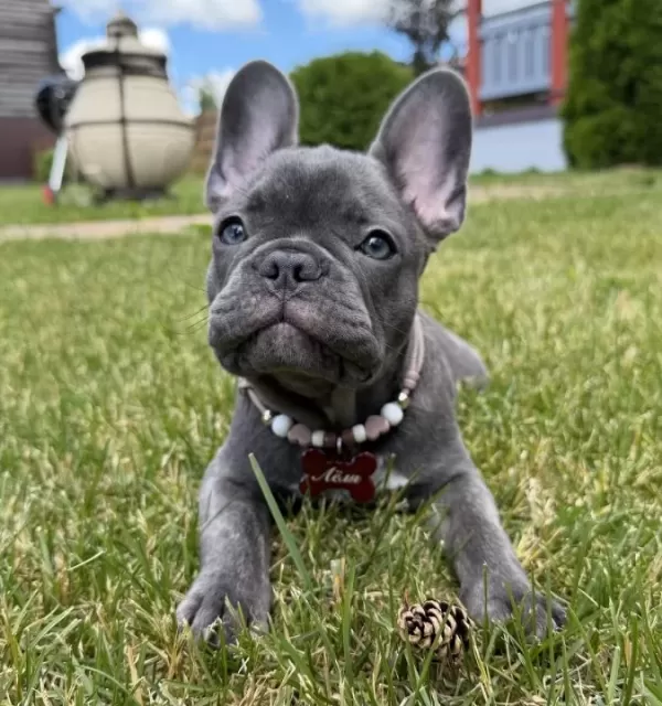 Fransiz Bulldog Yavrularimiz Hazirdir