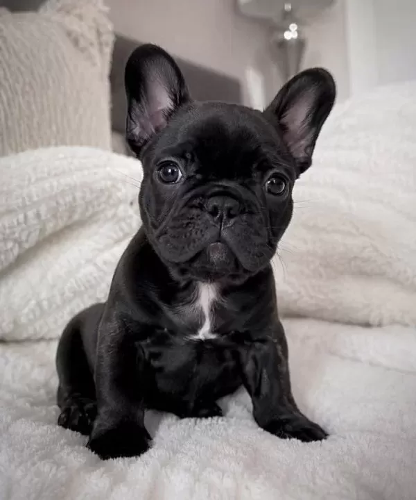 Fransiz Bulldog Yavrularimiz Hazirdir