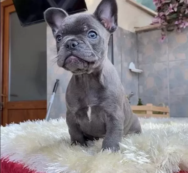 Egzoti K Blue French Bulldog Yavrularim Safkan