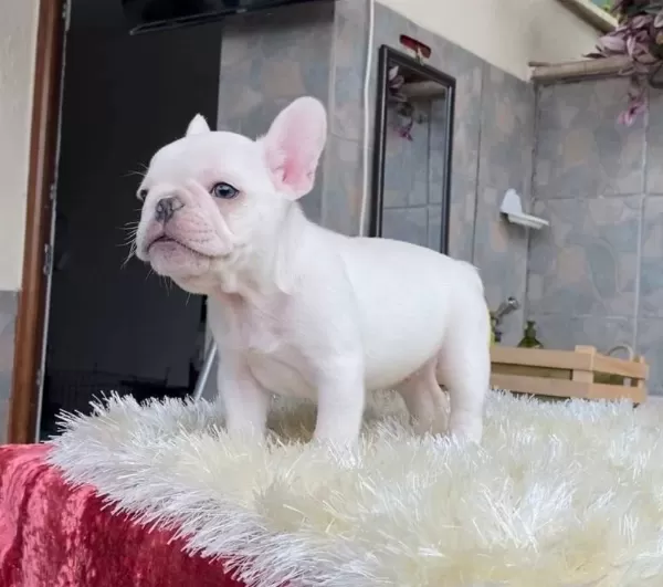 Egzoti K Blue French Bulldog Yavrularim Safkan