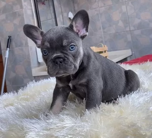Egzoti K Blue French Bulldog Yavrularim Safkan