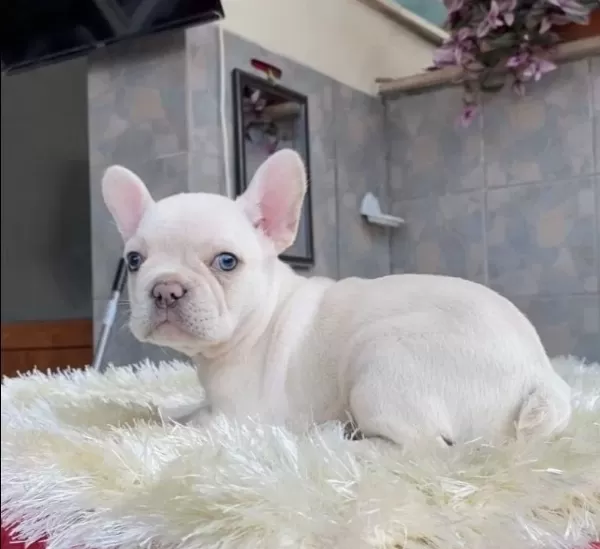 Egzoti K Blue French Bulldog Yavrularim Safkan