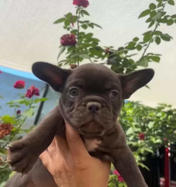 Tr De Tek Çikolata Renk French Bulldog Erkek