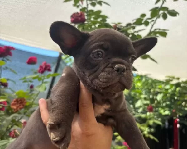 Tr De Tek Çikolata Renk French Bulldog Erkek