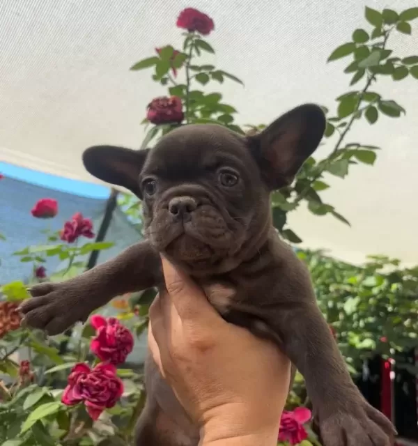 Tr De Tek Çikolata Renk French Bulldog Erkek