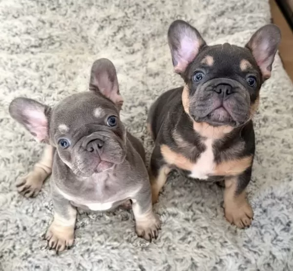 Özel Renklerde French Bulldog Yavrularım