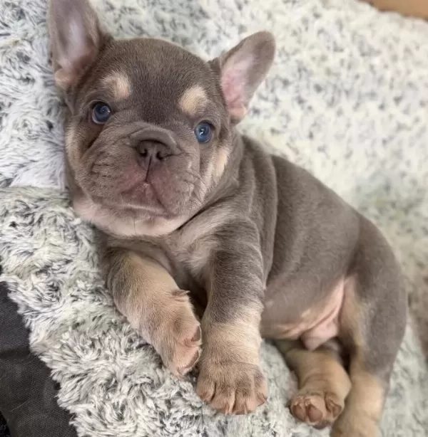 Özel Renklerde French Bulldog Yavrularım