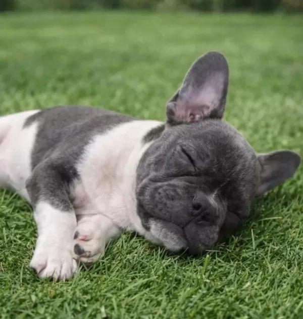 Özel Renklerde French Bulldog Yavrularım