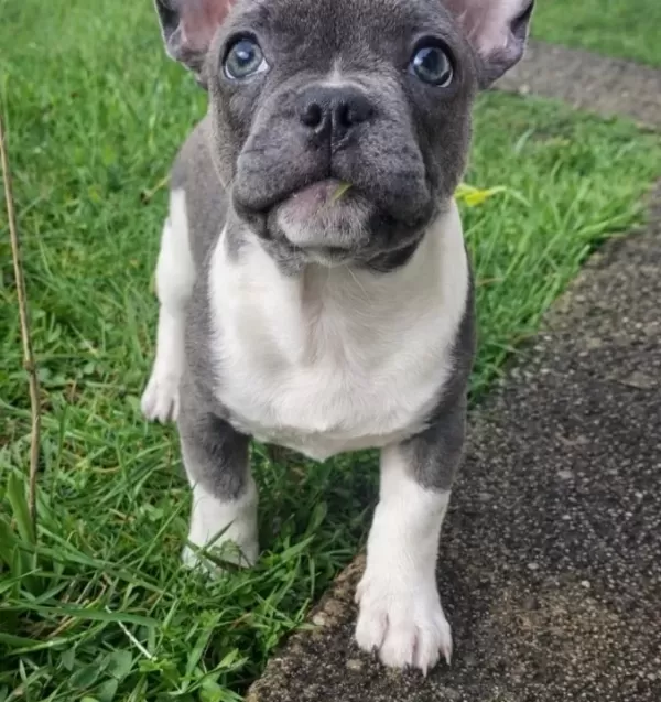 Özel Renklerde French Bulldog Yavrularım
