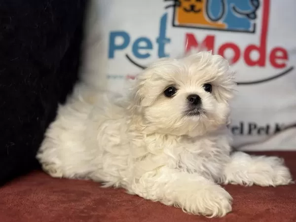 Tea Cup Kore Kan Maltese Yavrularımız
