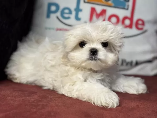 Tea Cup Kore Kan Maltese Yavrularımız