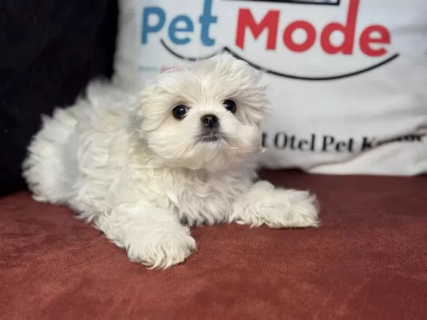 Tea Cup Kore Kan Maltese Yavrularımız