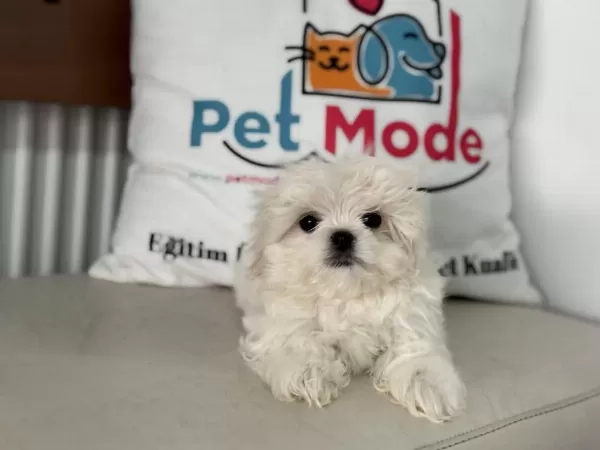 Tea Cup Kore Kan Maltese Yavrularımız